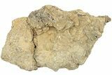 Fossil Dinosaur Bone Section - North Dakota #237674-1